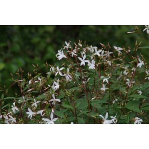 Gillenia trifoliata.jpg