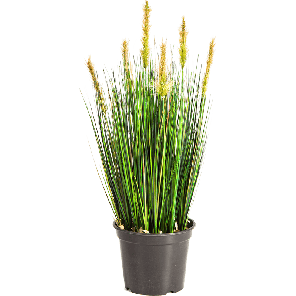 Grass Foxtail 60 cm PNG.png