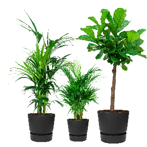 greenville set  Zwart _.png