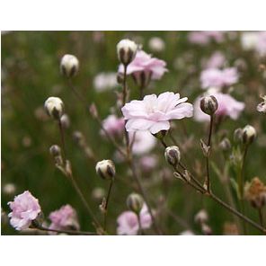 gypsophila-rosenschleier-sfeer_86e3bd.jpg