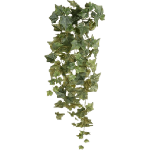 hedera 70.png