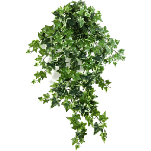 hedera bont.png