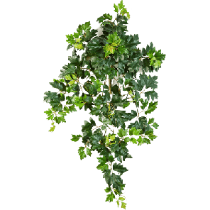 hedera bush 70.png