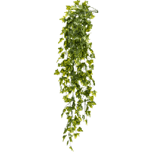 hedera goldchilder.png