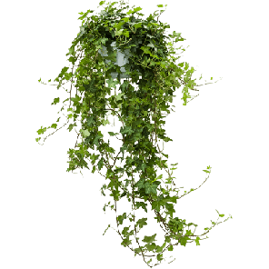 hedera helix pittsburgh.png