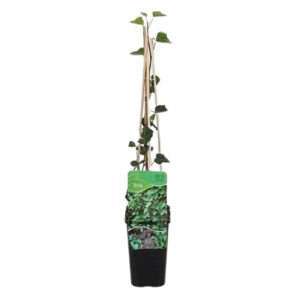 hedera helix woerner.png