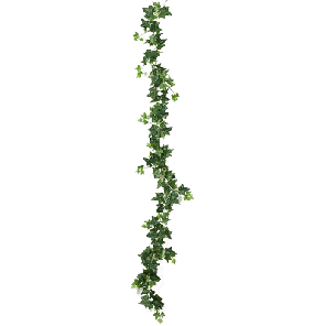 hedera xl.png