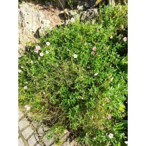Helianthemum Lawrenson's Pink.jpg