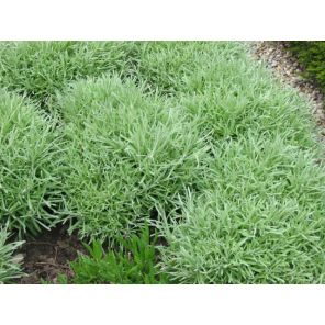 Helichrysum Italicum.jpg
