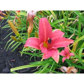 Hemerocallis Pink Damask.jpg