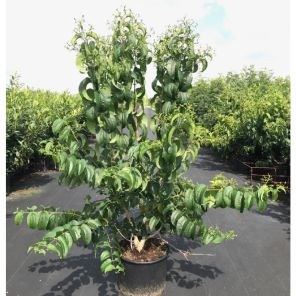 Heptacodium Miconioides.jpeg