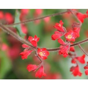 heuchera-sanguinea-leuchtkafer-sfeer_4add7f.jpg