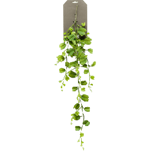 hoya kerrii.png
