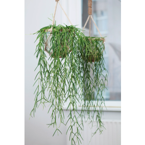 Hoya linearis_1.png
