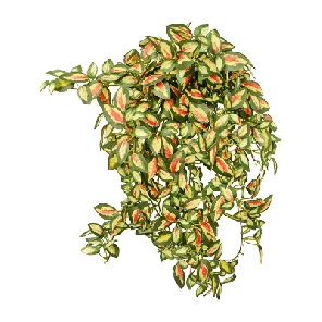 hoya.png