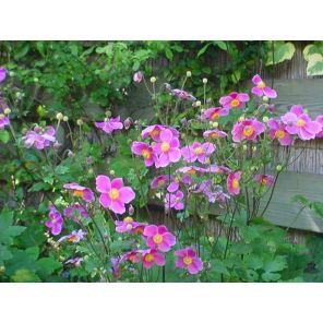 hupehensis 'Splendens.jpg