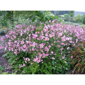 hybrida 'Elegans'.jpg