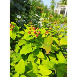 Hypericum calycinum.jpg