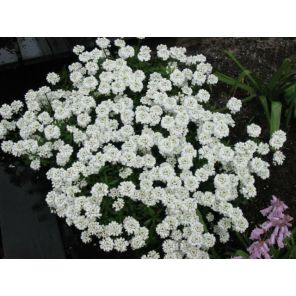 Iberis sempervirens.jpg