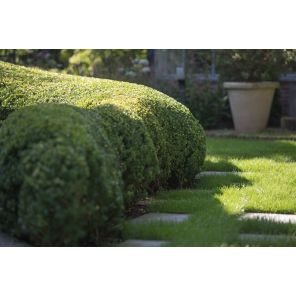 Ilex crenata Dark Green.jpg