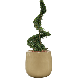 Ilex Crenata in Ceramic Balloon creme.png