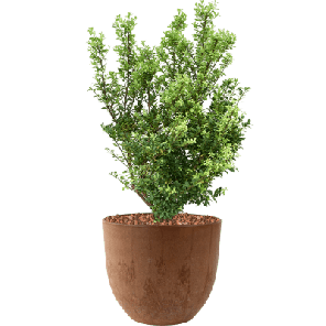 ilex in artstone couple bruin.png