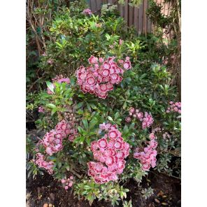 Kalmia lat. 'Pinwheel'.jpg