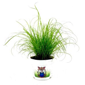 Kattengras .jpg