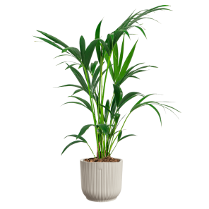 Kentia howea in vibes wit.png