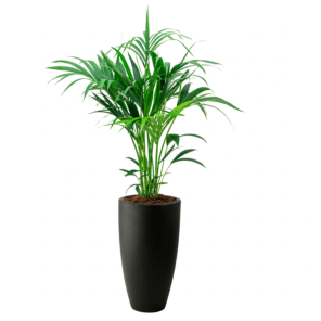 Kentia in Elho June Round Zwart.png