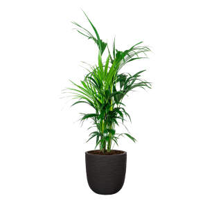 Kentia Palm Large in Capi Rib Urban Egg 35 cm - zwart.png