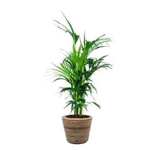 Kentia Palm Large in Drypot Rattan.png