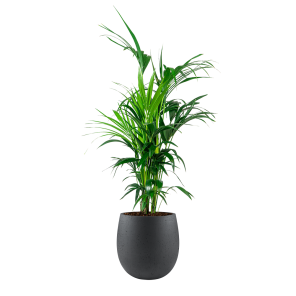 Kentia Palm Large in Luca Lifestyle Balloon S concrete - zwart.png