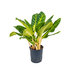 Key Lime.png