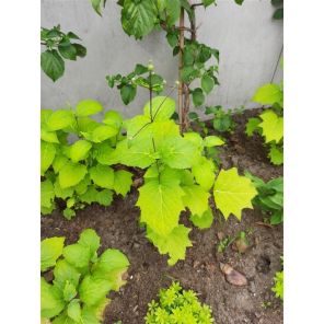Kirengeshoma palmata.jpg