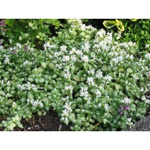 Lamium mac. White Nancy.jpg
