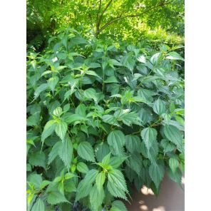 Lamium orvala.jpg