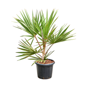 Latania lontaroides.png