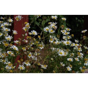 Leucanthemum vulgare 'Maikonigin'_1.jpg