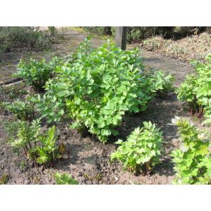 Levisticum Officinale.jpg