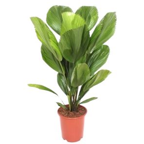 licuala grandis l.jpg
