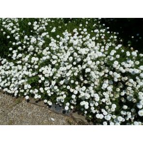 Ligulosum.jpg