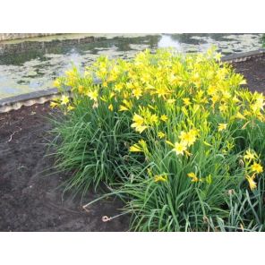 lilioasphodelus_1.jpg