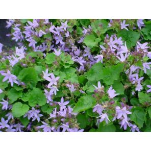 Lisduggan Variety.jpg