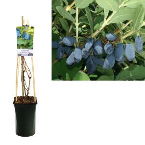 lonicera fialka.jpg