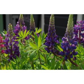 LupinusGalleryBlue1_1.jpg