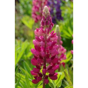 Lupinusgalleryred1.jpg