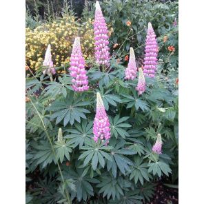 LupinusTheChatelaine1.jpg