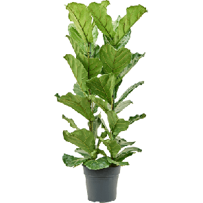 lyrata m_2.png
