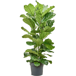 lyrata xl.png